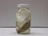 藏品(鯉)的圖片